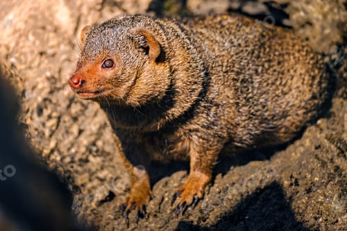 Preview: Mongoose in natural habitat