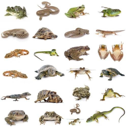 Preview: european reptiles and amphibians