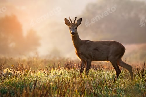 Preview: Roe deer buck standing on a stubble field at sunrise in summer