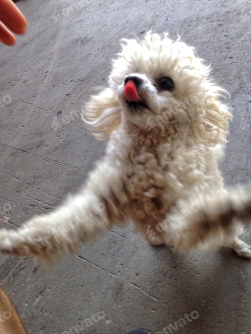 Preview: Cute little dog