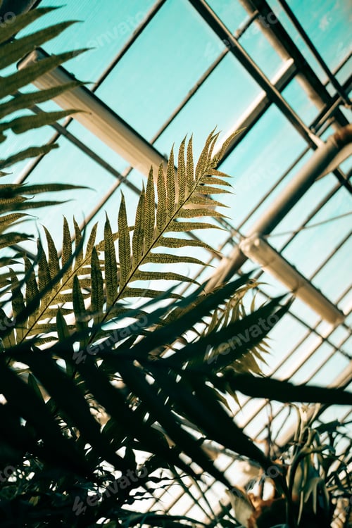 Preview: Sunlight through fern leaves in tropical greenhouse, soft focus. Glass roof on background.