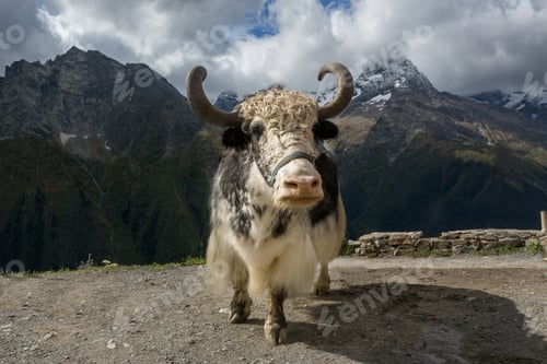 Preview: Yak on the background of the Caucasus mountains