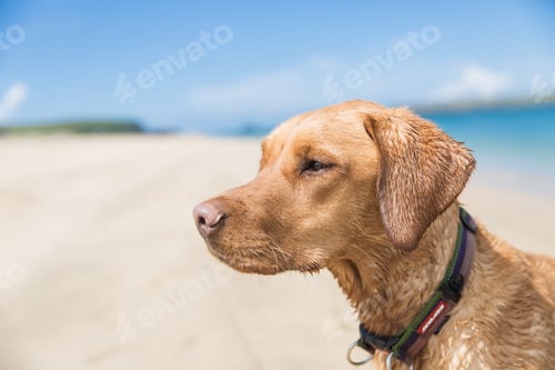 Preview: The profile of a pet fox red labrador retriever dog on a sandy beach vacation with copy space