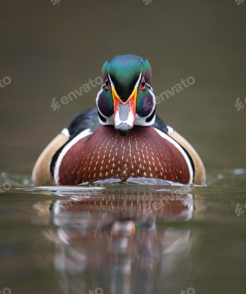 Preview: A Wood Duck in Autumn