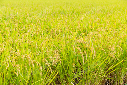 Preview: Fresh Rice field