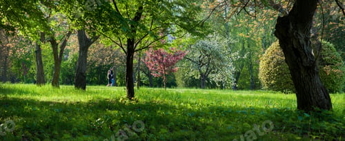 Preview: bright spring lawn in the park, the sun's rays during the flowering of decorative colored trees