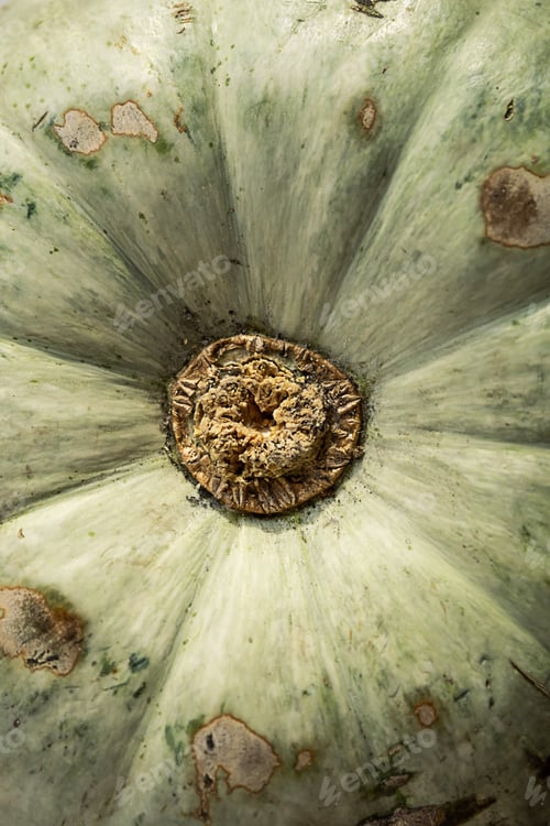 Preview: Close up pumpkin pattern. Halloween or Thanksgiving holidays background.