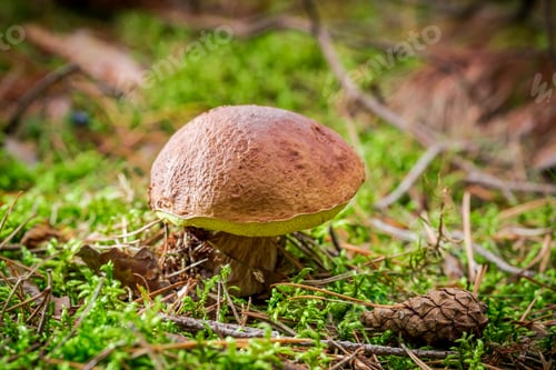 Preview: Boletus with cone at sunset