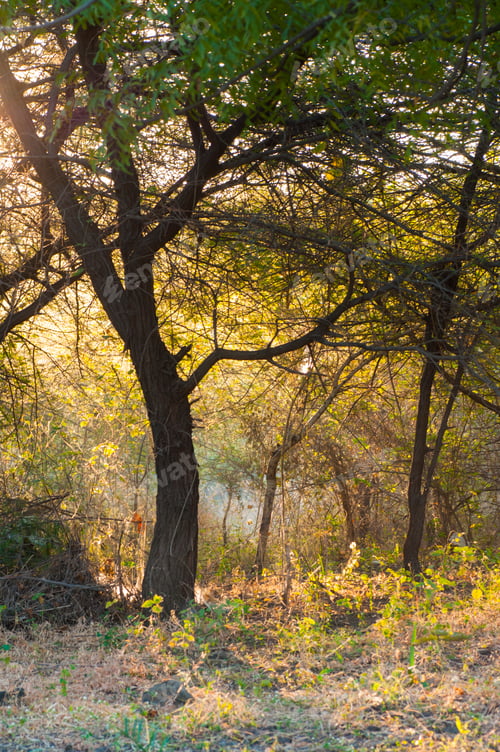 Preview: Morning in forest, Golden light in forest.