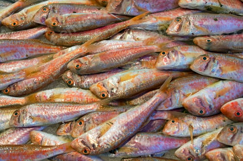 Preview: Fresh red mullet