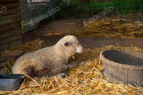 Preview: Merino sheep resting on hay-covered ground in a farm with green grass in the background in Australia