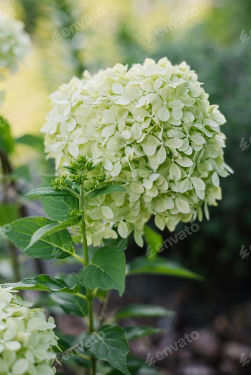 Preview: Pale lime with white inflorescences of paniculate hydrangea Pixio in summer