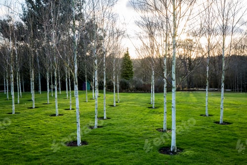 Preview: A garden in winter, white birch trees with pale trunks in grass.