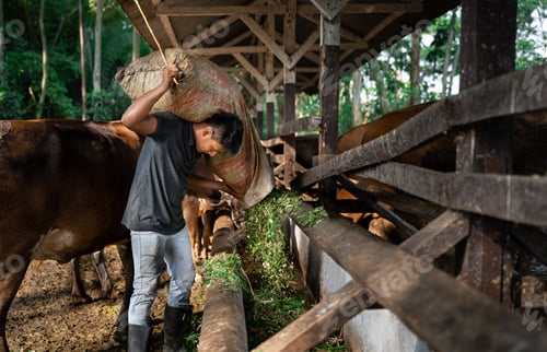 Preview: Latino worker emptying sacks of feed into cow feeders