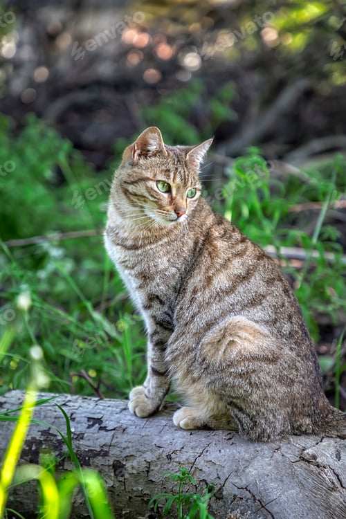 Preview: wild cat