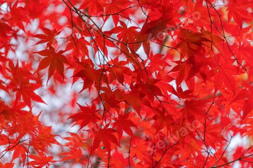 Preview: Red maple leaves or fall foliage in colorful autumn season, Yamanashi. Five lakes. Trees in Japan