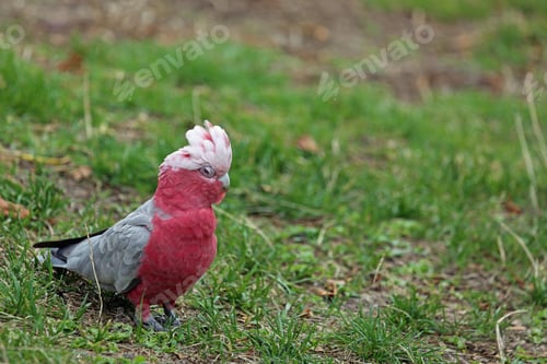 Preview: bird, cockatoo galah, parrot, pet