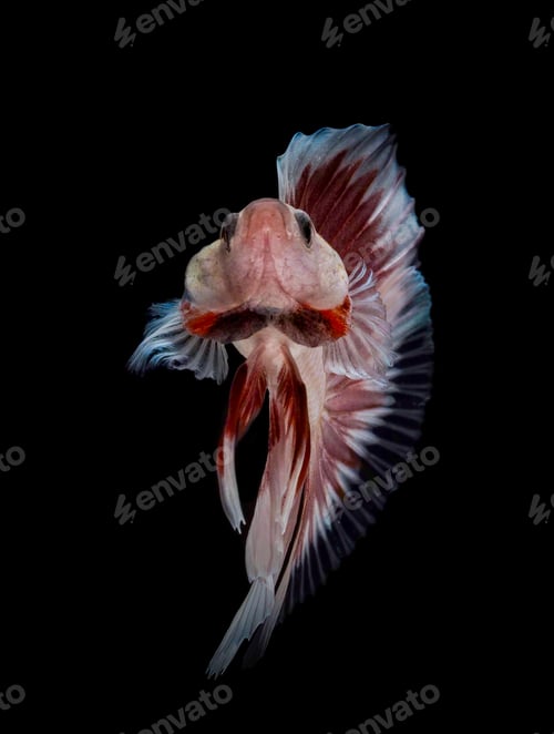 Preview: fish fighting