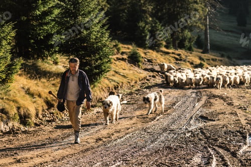 Preview: The shepherd and his two dogs, leading the animals towards a new place to eat and graze.