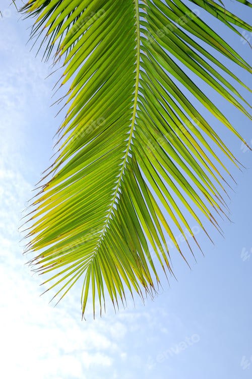Preview: Green Palm Leaf