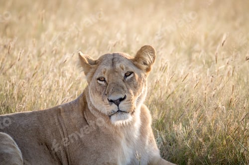 Preview: Close up of a female Lion in Chobe.