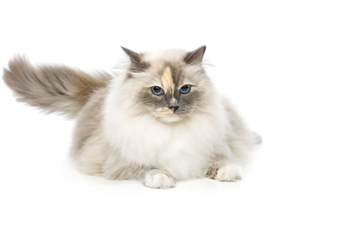 Preview: beautiful birma cat isolated on white