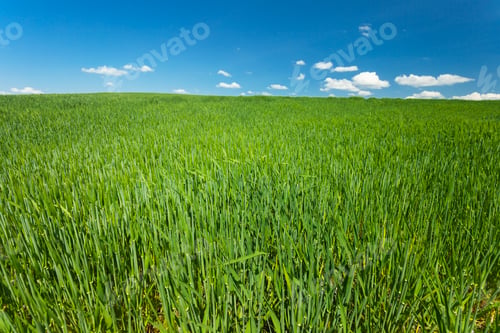Preview: Minimalist view of a field with green cereal and white clouds on a blue sky