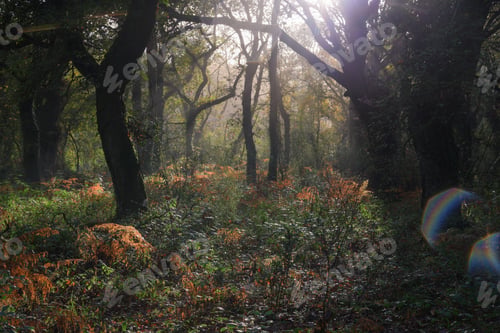 Preview: Bright scene of sunbeams and light reflections among the mist in an autumnal oak grove
