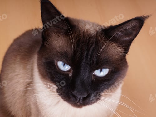 Preview: siamese cat portrait