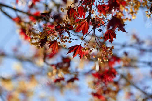 Preview: Looking Up at Red Leaves