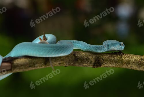 Preview: Trimeresurus insularis, Indonesian pit viper,