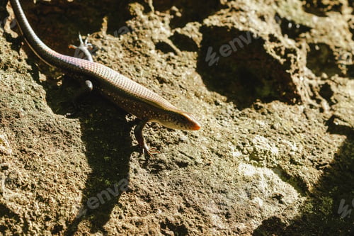 Preview: Skink on the ground
