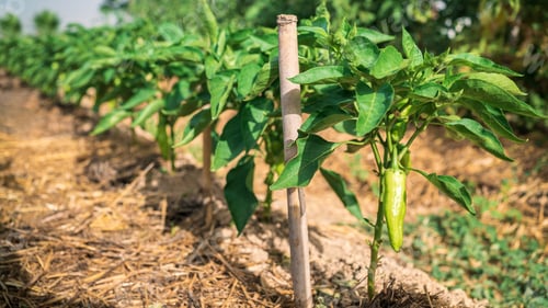 Preview: Bush of green pepper in the garden plantation. Beautiful peppers on bush at farm