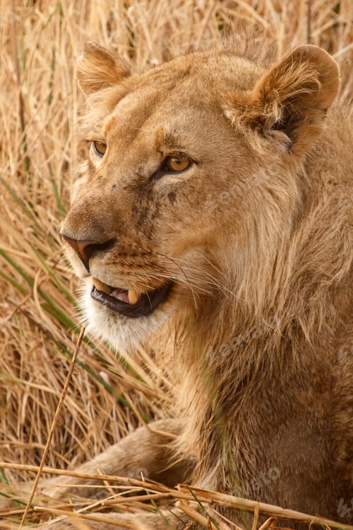 Preview: Lion - Okavango Delta - Moremi N.P.
