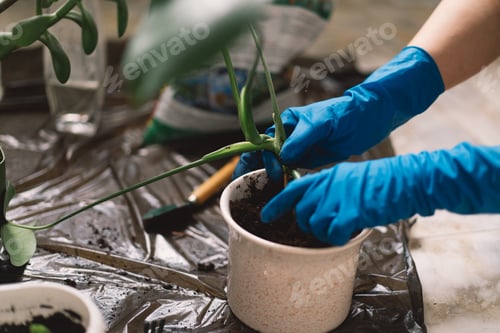 Preview: A person is carefully transplanting a houseplant into a new pot.