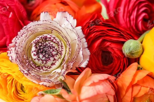 Preview: Beautiful delicate spring ranunculus flowers as background