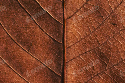 Preview: Close-up view of the dry leaf