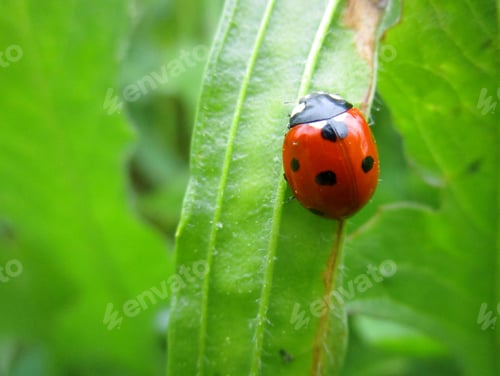 Preview: Closeup Shot of a Spotted Ladybug