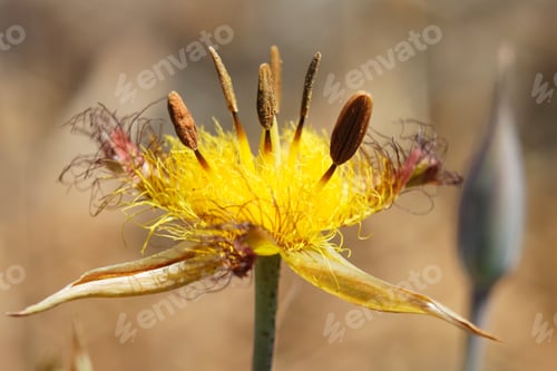 Preview: Closeup shot of San Luis Mariposa Lily blooming in the field on a sunny day