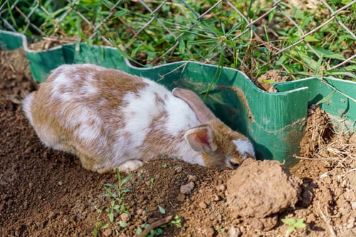 Preview: Rabbit Investigating a Hole in the Ground