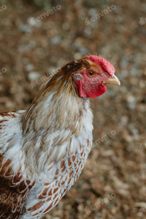 Preview: young rooster