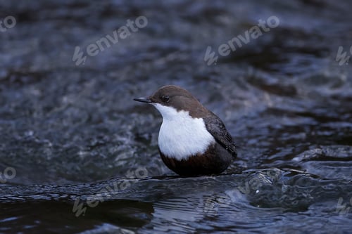 Preview: White-throated dipper (Cinclus cinclus)
