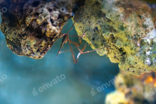 Preview: Yellowline Arrow Crab (Stenorhynchus seticornis)