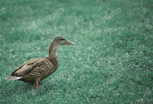 Preview: Wild duck is on grass field