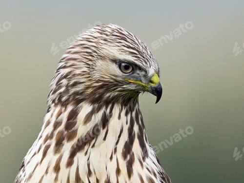 Preview: Rough-legged buzzard (Buteo lagopus)