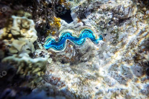 Preview: Fluted giant clam in the tropical coral reef