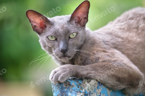 Preview: Big gray angry looking Sphinx breed stray cat resting on steet outdoors in summer