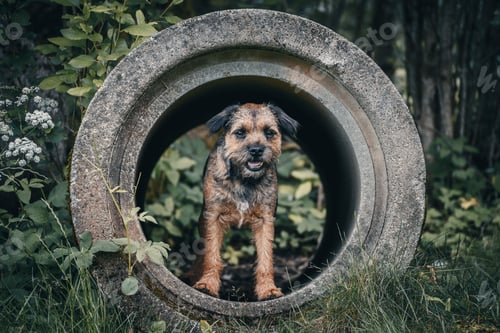 Preview: Dog in a concrete pipe in a garden
