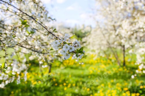 Preview: Cherry trees in bloom. Warm sunny spring day.