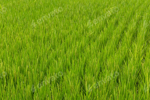 Preview: Paddy rice field meadow in Taiwan